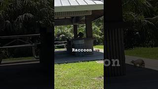 It’s a Raccoon miami wildanimals nationalpark sunday pets blogger [upl. by Adla]