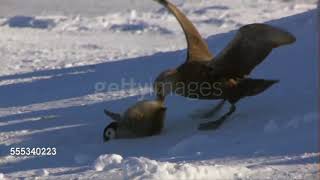 Giant Petrels hunting their favourite food emperor penguin chicks [upl. by Tham568]