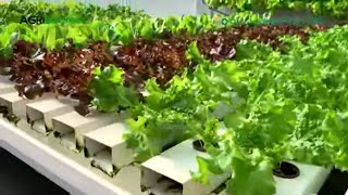 HYDROPONICS What is NFT Movable Table System [upl. by Anala]