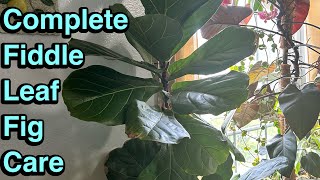 How to grow and care for Fiddle leaf fig [upl. by Green]