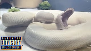 Super Fire Royal  Ball Python  feeding 🔥 200924 [upl. by Tiena]