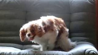 DogCavalier King Charles Spaniel Pain attackSyringomyeliaB [upl. by Toombs]