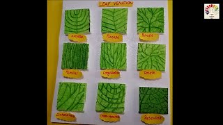 Venation of leaf model  Leaf venation model project  Types of leaf venation  science fair project [upl. by Leakcim626]