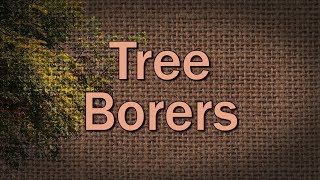 Tree Borers – Family Plot [upl. by Elkcim]