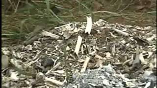 Thousands of human bones found piled up in Bisbee [upl. by Fax]