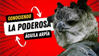 Águila Arpía o Harpía de las rapaces mas poderosas del mundo [upl. by Adlemi]