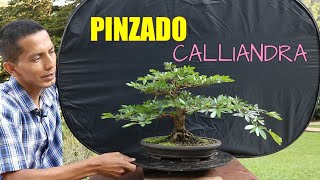 PINZADO Bonsai Carbonero Calliandra junio 2021 [upl. by Grindle253]