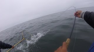 Trolling for Salmon with Downriggers  EASY LIMITS [upl. by Ayeka]