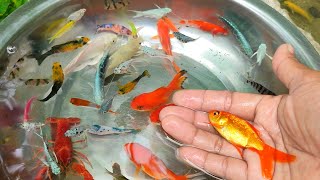 Find Colorful Ornamental fish Goldfish betta fish Catfish lobster koi fish animals Videos [upl. by Greff]