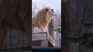 Why Do Male Lions Have Manes Interesting Facts You Might Not Knowlion lions animal [upl. by Preuss]