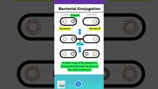 Bacterial Conjugation [upl. by Susana]