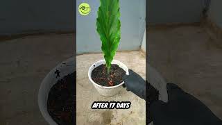 Here is How to Grow Anthurium Plowmanii With Easy Method Anthurium Plowmanii Propagate shorts [upl. by Zap311]