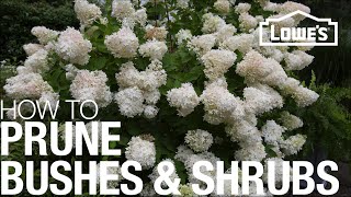 How to Prune Trim amp Shape Your Bushes amp Shrubs [upl. by Portwin]