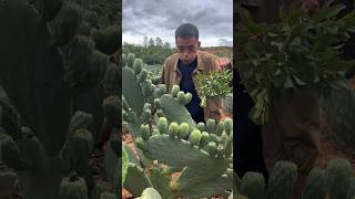 Cactus fruit farming satisfying [upl. by Yadrahc]