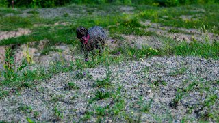 Wirehaired Pointing Griffon vs Skye Terrier A Terrier Breed Comparison [upl. by Mordecai]