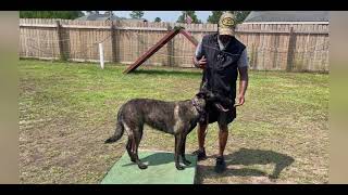 Dutch Shepherd Vs Belgian Malinois [upl. by Anaujit519]