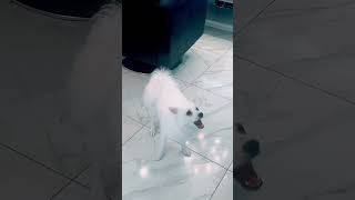 Wegz 🐶 puppy cutedog pets teddy dogcute dog teddybreed doglover ويجز  سامسونج [upl. by Johnson]