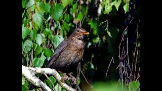 To κοτσύφι και η λαλιά του  Turdus merula [upl. by Coopersmith]