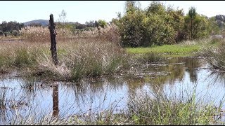 Yandina Creek Wetland  Episode 1 [upl. by Ahselrak]