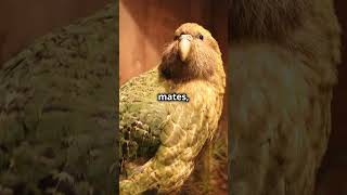 Meet the Kakapo Natures Unique Survivor kakapo shorts youtubeshorts learning knowledgebirds [upl. by Ollayos]