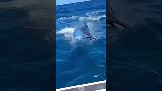 Giant 500kg Swordfish Catch shorts fishing fish [upl. by Peirce]