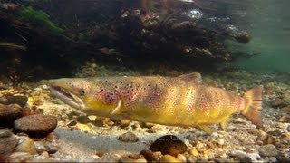 saltando salmones rio sella subida de salmon great rise of salmon in the river sealed pipe scale [upl. by Oniskey]