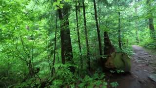 Old Growth Forest in Pennsylvania [upl. by Faux]