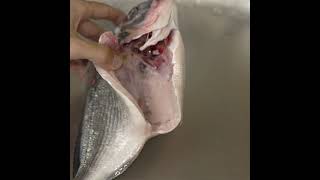 Gut clean a FISH with SHEARS and bare HANDS [upl. by Sherry]