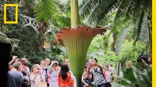 The Corpse Flower Behind the Stink  National Geographic [upl. by Adnuahsal]