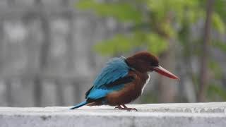 Whitethroated Kingfisher Halcyon smyrnesis [upl. by Anilecram54]