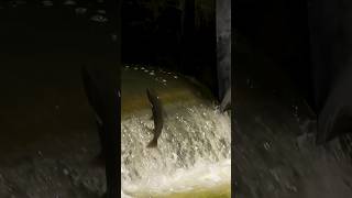 Amazing SloMo Steelhead Jumping at Dam shorts trout fishing steelhead [upl. by Eilhsa]