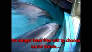 Dolphins in Captivity vs Dolphins in the Wild [upl. by Senskell]