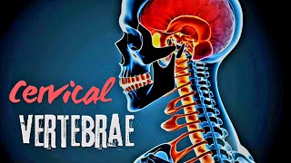 Cervical Vertebrae Explained Structure and Adaptations I Atlas amp Axis [upl. by Rock166]