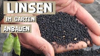 Linsen selber anbauen ernten dreschen  Belugalinsen im Garten [upl. by Soisatsana342]