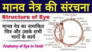 मानव नेत्र की संरचना  manav netra ki sanrachna  Structure of Human eye  structure of eye diagram [upl. by Ingraham]