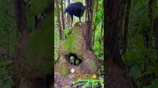 birds birdslover nature jungle shortvideo shorts [upl. by Czarra]