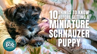 Miniature Schnauzer Puppies  Things to Know about Before Getting A Miniature Schnauzer Puppy [upl. by Alarick147]