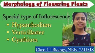 Special Type of InflorescenceHypanthidium Verticillaster CyathiumMorphology of Flowering Plants [upl. by Mit]