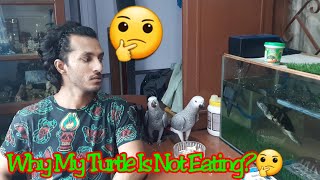 Why my red eared slider turtle not eating🤔🤔  Red eared slider turtle care and diet [upl. by Trebor]