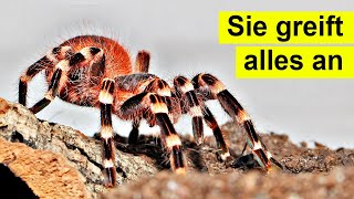 Meine neue Vogelspinne greift an und ist verrückt xD [upl. by Diane-Marie]