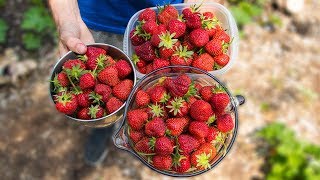 How to Grow and Harvest The Best Strawberries  Gardening Tips and Tricks [upl. by Fidel]