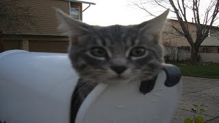 Cats Waits For The Mailman  Cat VS The Mailman Video Compilation [upl. by Aerdnaeel792]