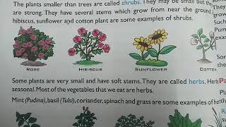 Difference between shrubs and herbs [upl. by Gosnell]