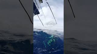 LONG RANGE TUNA FISHING  SAN DIEGO CALIFORNIA [upl. by Alleuqram]