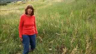 How to Identify Smooth brome – Bromus inermis  Colorado Grass [upl. by Tolmach]