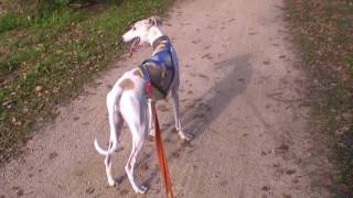 Entreno galgo  Pompeu galgo Born to run  nacido para correr [upl. by Lemkul]