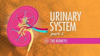 Urinary System Part 1 Crash Course Anatomy amp Physiology 38 [upl. by Palestine]