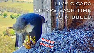 290🦅Falcon Nest ❶／Box Camera  FalconCam Project LIVE [upl. by Yuma542]