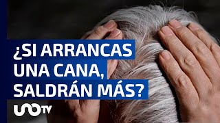 Éste es el verdadero daño que causa arrancarse las canas [upl. by Primalia]