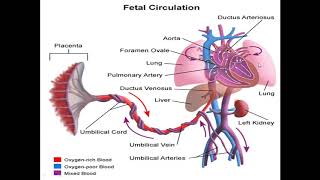 FETAL CIRCULATION in Nepali explanation  Easy and simple [upl. by Elohc]